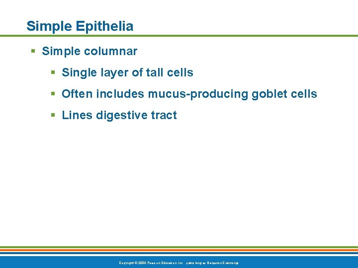 Simple Epithelia § Simple columnar § Single layer of tall cells § Often includes