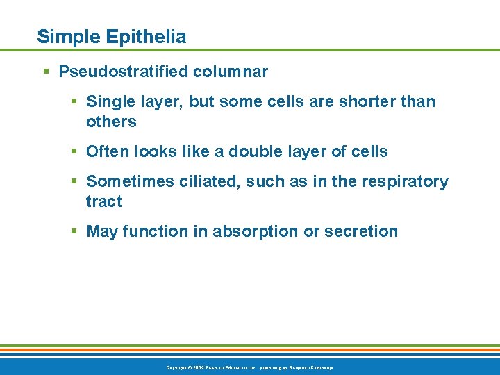 Simple Epithelia § Pseudostratified columnar § Single layer, but some cells are shorter than