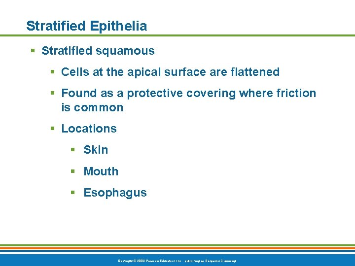 Stratified Epithelia § Stratified squamous § Cells at the apical surface are flattened §