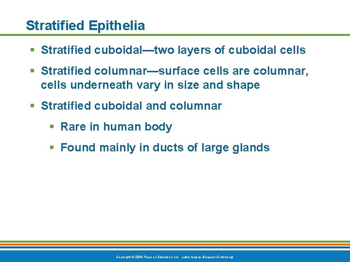 Stratified Epithelia § Stratified cuboidal—two layers of cuboidal cells § Stratified columnar—surface cells are