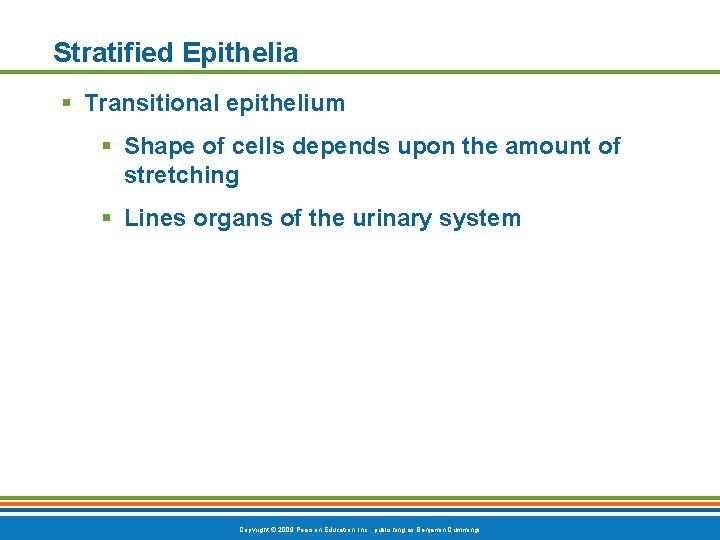 Stratified Epithelia § Transitional epithelium § Shape of cells depends upon the amount of