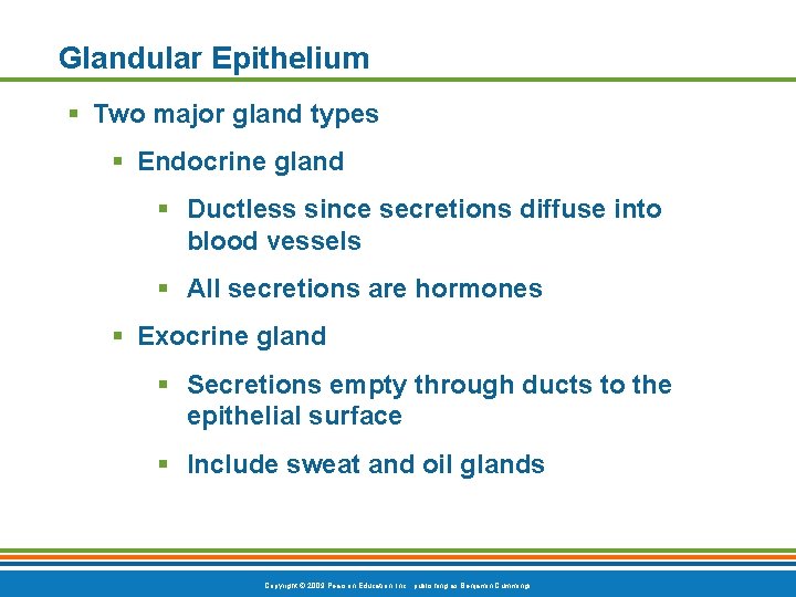 Glandular Epithelium § Two major gland types § Endocrine gland § Ductless since secretions
