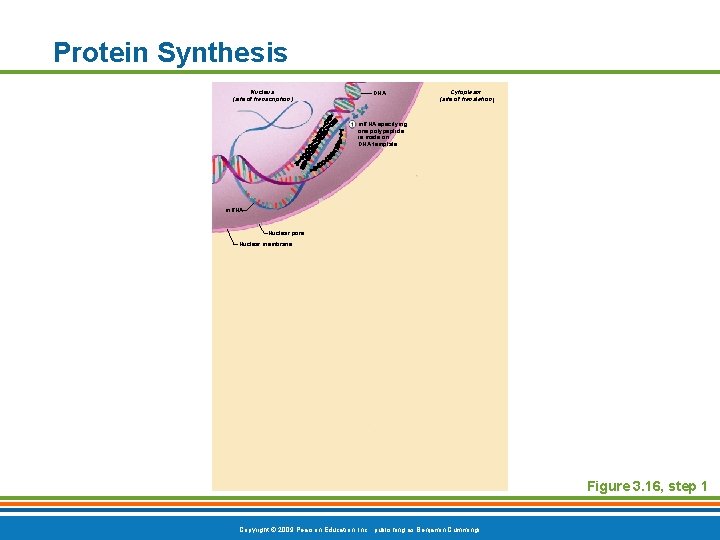 Protein Synthesis Nucleus (site of transcription) DNA Cytoplasm (site of translation) m. RNA specifying