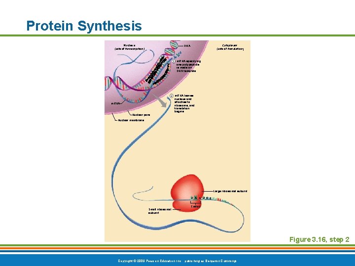 Protein Synthesis Nucleus (site of transcription) Cytoplasm (site of translation) DNA m. RNA specifying