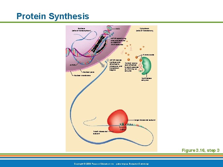 Protein Synthesis Nucleus (site of transcription) Cytoplasm (site of translation) DNA m. RNA specifying