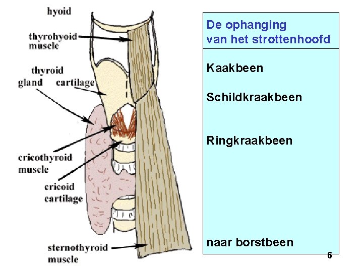 De ophanging van het strottenhoofd Kaakbeen Schildkraakbeen Ringkraakbeen naar borstbeen 6 