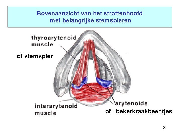 Bovenaanzicht van het strottenhoofd met belangrijke stemspieren of stemspier of bekerkraakbeentjes 8 