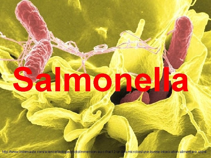 Salmonella http: //www. linternaute. com/science/biologie/photo/immersion-au-c-frac 12 -ur-des-microbes/une-bonne-intoxication-alimentaire. shtml 