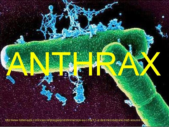 ANTHRAX http: //www. linternaute. com/science/biologie/photo/immersion-au-c-frac 12 -ur-des-microbes/une-mort-assuree. shtml X 