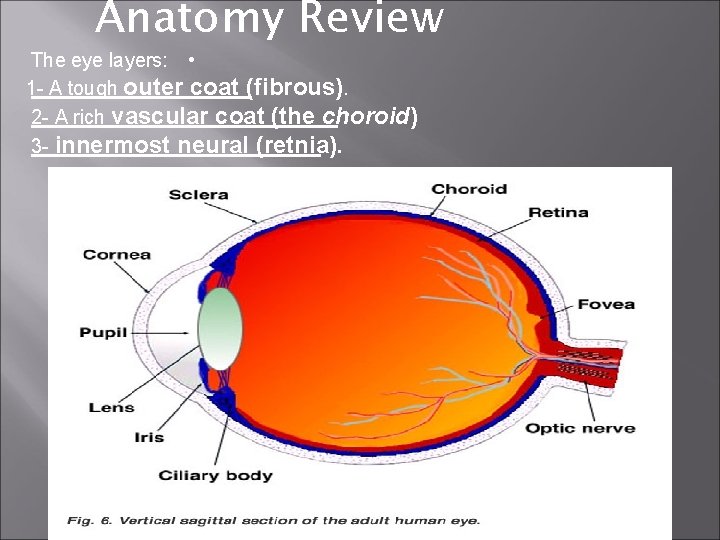 Anatomy Review The eye layers: • 1 - A tough outer coat (fibrous). 2