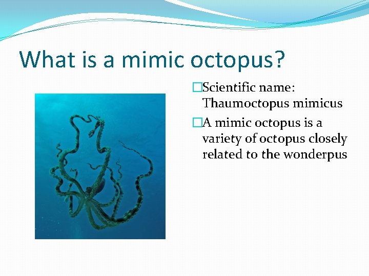 What is a mimic octopus? �Scientific name: Thaumoctopus mimicus �A mimic octopus is a