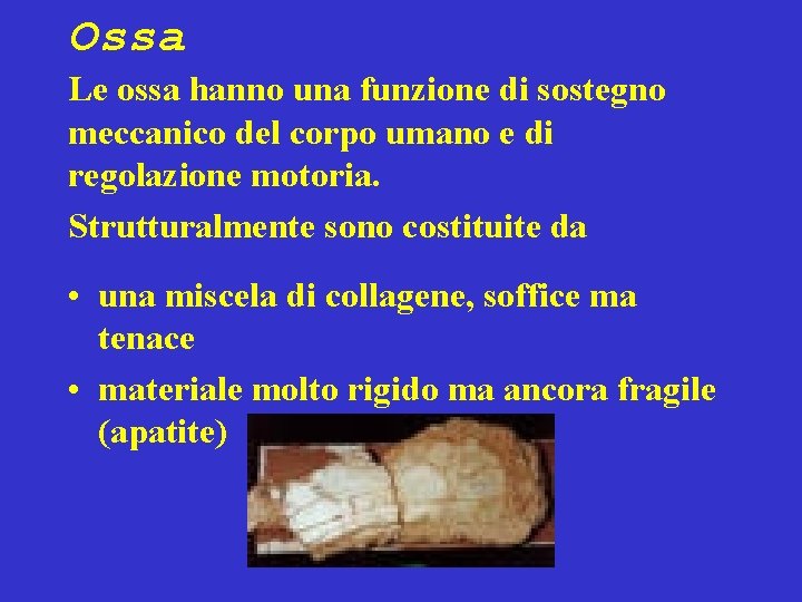 Ossa Le ossa hanno una funzione di sostegno meccanico del corpo umano e di