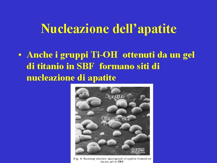 Nucleazione dell’apatite • Anche i gruppi Ti-OH ottenuti da un gel di titanio in