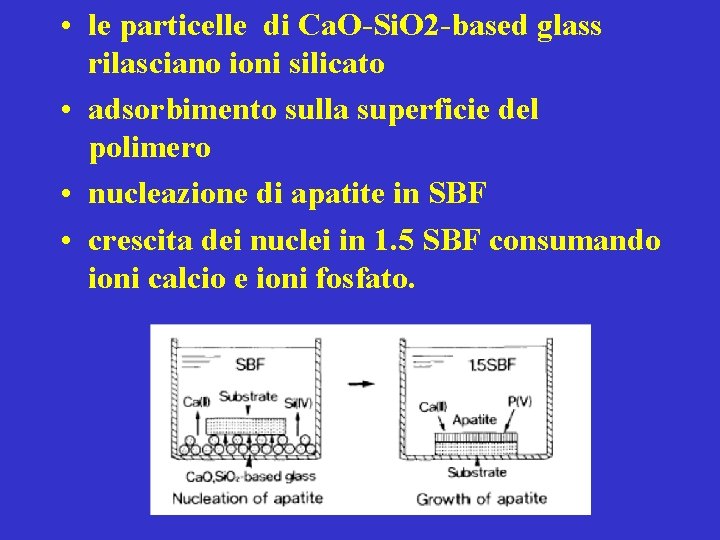  • le particelle di Ca. O-Si. O 2 -based glass rilasciano ioni silicato