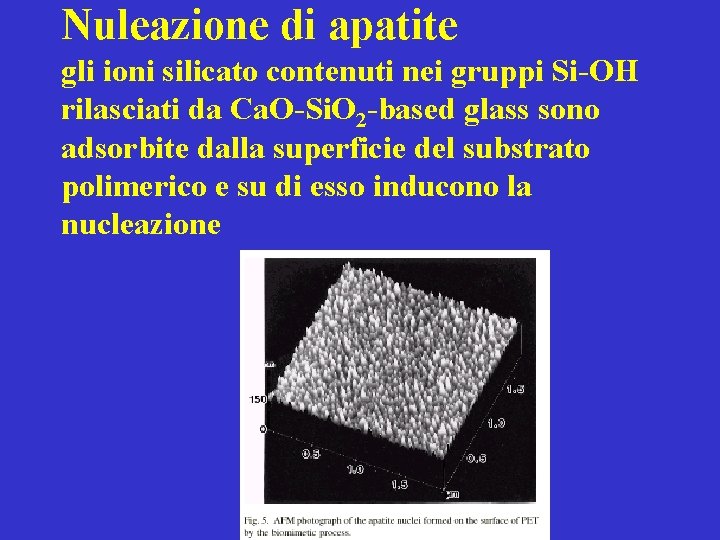 Nuleazione di apatite gli ioni silicato contenuti nei gruppi Si-OH rilasciati da Ca. O-Si.