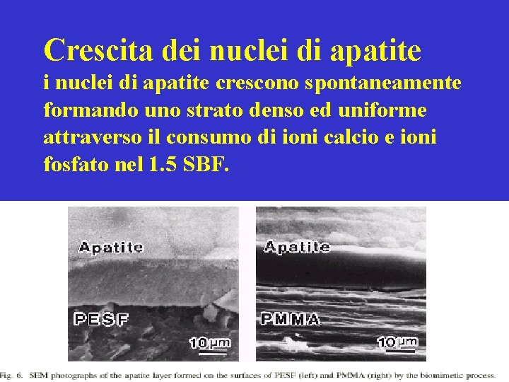 Crescita dei nuclei di apatite crescono spontaneamente formando uno strato denso ed uniforme attraverso
