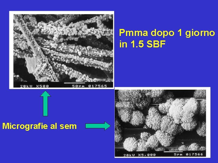 Pmma dopo 1 giorno in 1. 5 SBF Micrografie al sem 