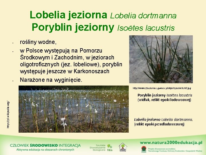 Lobelia jeziorna Lobelia dortmanna Poryblin jeziorny Isoëtes lacustris • • • rośliny wodne, w