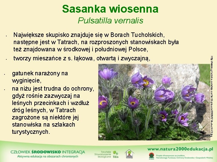 Sasanka wiosenna Pulsatilla vernalis • • • tworzy mieszańce z s. łąkowa, otwartą i