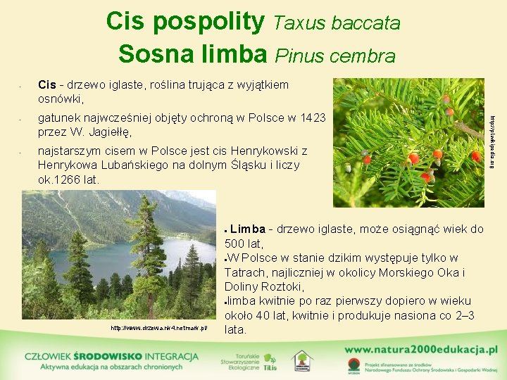Cis pospolity Taxus baccata Sosna limba Pinus cembra • • gatunek najwcześniej objęty ochroną