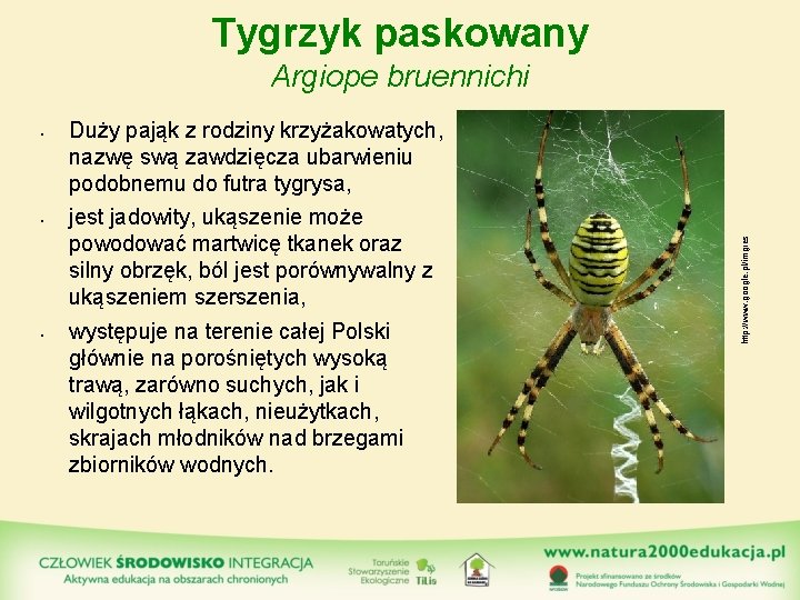 Tygrzyk paskowany Argiope bruennichi • • Duży pająk z rodziny krzyżakowatych, nazwę swą zawdzięcza