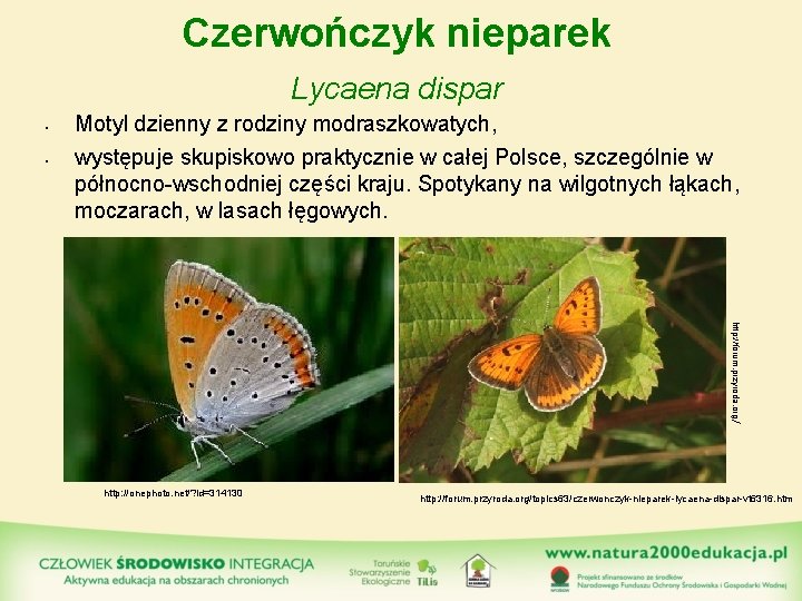 Czerwończyk nieparek Lycaena dispar • • Motyl dzienny z rodziny modraszkowatych, występuje skupiskowo praktycznie