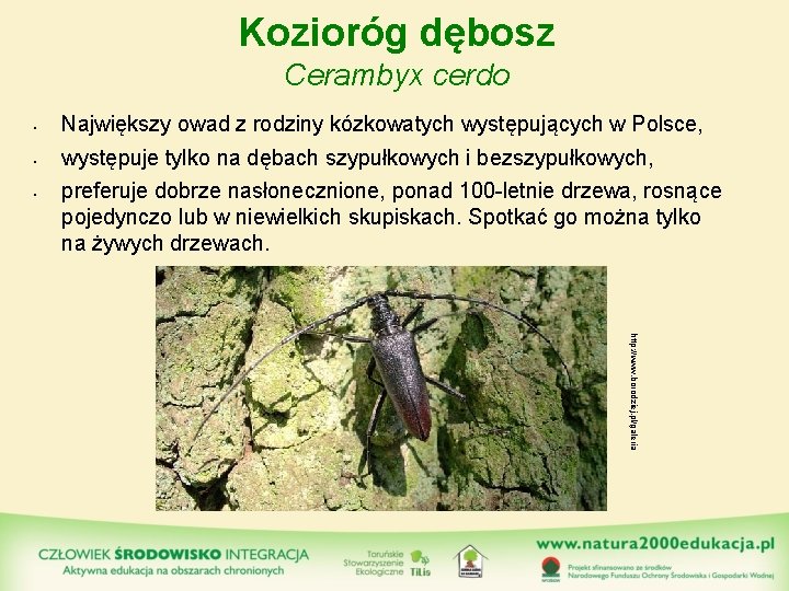 Kozioróg dębosz Cerambyx cerdo • Największy owad z rodziny kózkowatych występujących w Polsce, •