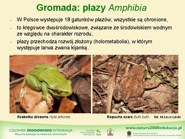 Gromada: płazy Amphibia • • • W Polsce występuje 18 gatunków płazów, wszystkie są