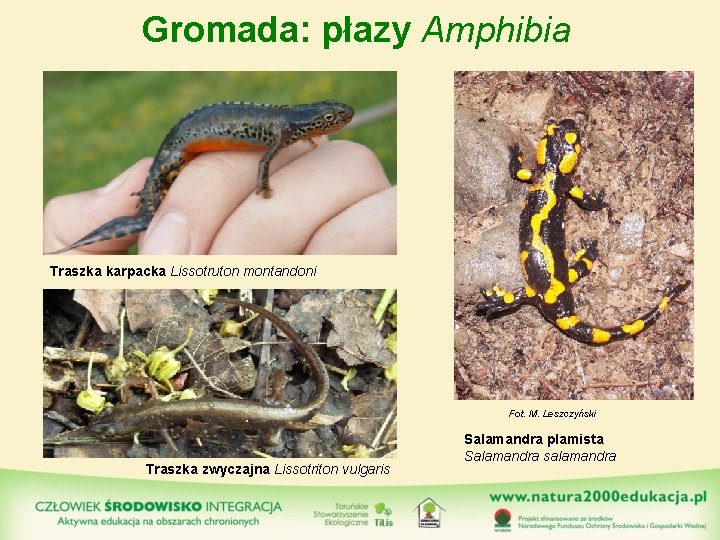 Gromada: płazy Amphibia Traszka karpacka Lissotruton montandoni Fot. M. Leszczyński Traszka zwyczajna Lissotriton vulgaris