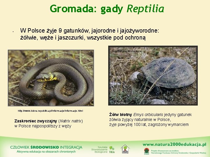 Gromada: gady Reptilia • W Polsce żyje 9 gatunków, jajorodne i jajożyworodne: żółwie, węże