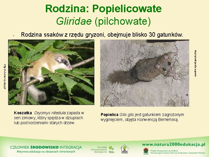 Rodzina: Popielicowate Gliridae (pilchowate) • Rodzina ssaków z rzędu gryzoni, obejmuje blisko 30 gatunków.