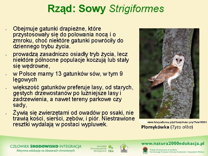 Rząd: Sowy Strigiformes • • • Obejmuje gatunki drapieżne, które przystosowały się do polowania