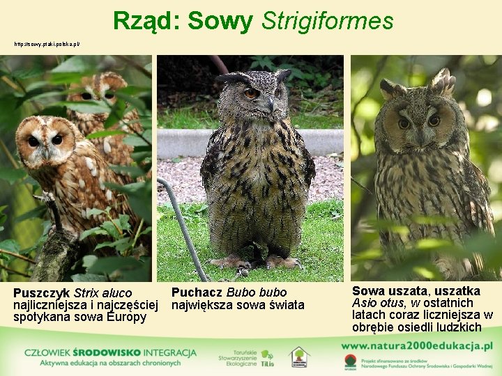 Rząd: Sowy Strigiformes http: //sowy. ptaki. polska. pl/ Puszczyk Strix aluco najliczniejsza i najczęściej