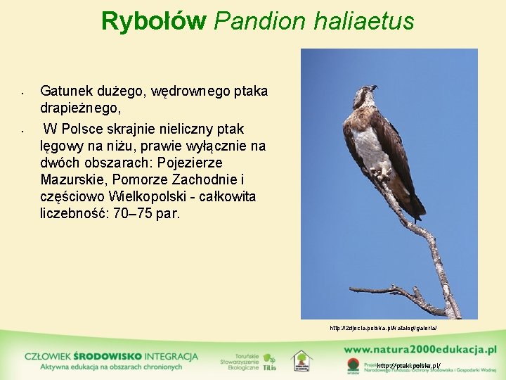 Rybołów Pandion haliaetus • • Gatunek dużego, wędrownego ptaka drapieżnego, W Polsce skrajnie nieliczny