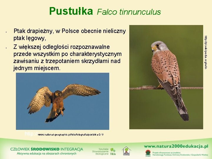 Pustułka • Ptak drapieżny, w Polsce obecnie nieliczny ptak lęgowy, Z większej odległości rozpoznawalne