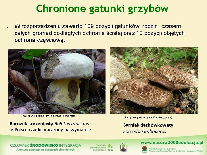 Chronione gatunki grzybów • W rozporządzeniu zawarto 109 pozycji gatunków, rodzin, czasem całych gromad