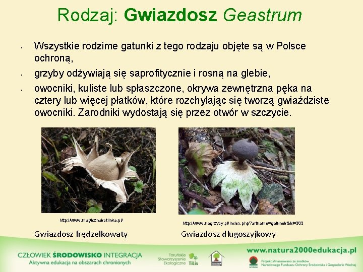 Rodzaj: Gwiazdosz Geastrum • • • Wszystkie rodzime gatunki z tego rodzaju objęte są