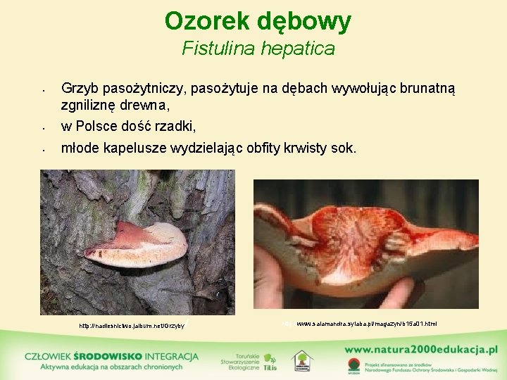 Ozorek dębowy Fistulina hepatica • Grzyb pasożytniczy, pasożytuje na dębach wywołując brunatną zgniliznę drewna,