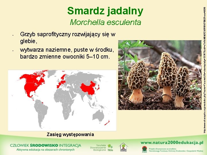 Morchella esculenta • • Grzyb saprofityczny rozwijający się w glebie, wytwarza naziemne, puste w