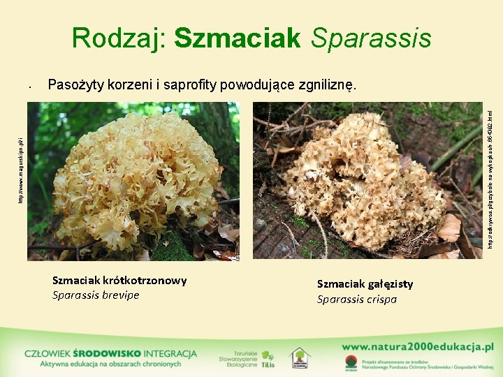 Rodzaj: Szmaciak Sparassis http: //odkrywca. pl/grzybole-na-wykopkach-, 654382. html Pasożyty korzeni i saprofity powodujące zgniliznę.