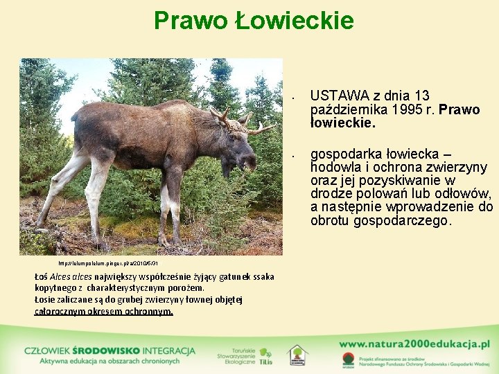 Prawo Łowieckie • • http: //lelumpolelum. pinger. pl/a/2010/5/31// Łoś Alces alces największy współcześnie żyjący