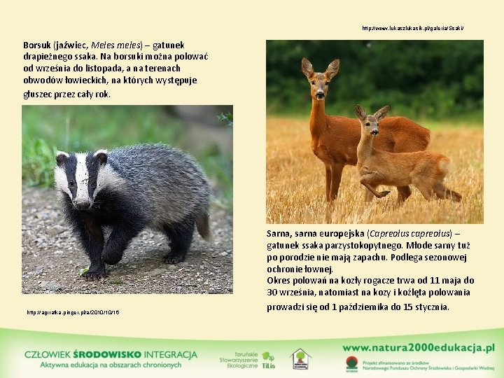http: //www. lukaszlukasik. pl/galeria/Ssaki/ Borsuk (jaźwiec, Meles meles) – gatunek drapieżnego ssaka. Na borsuki