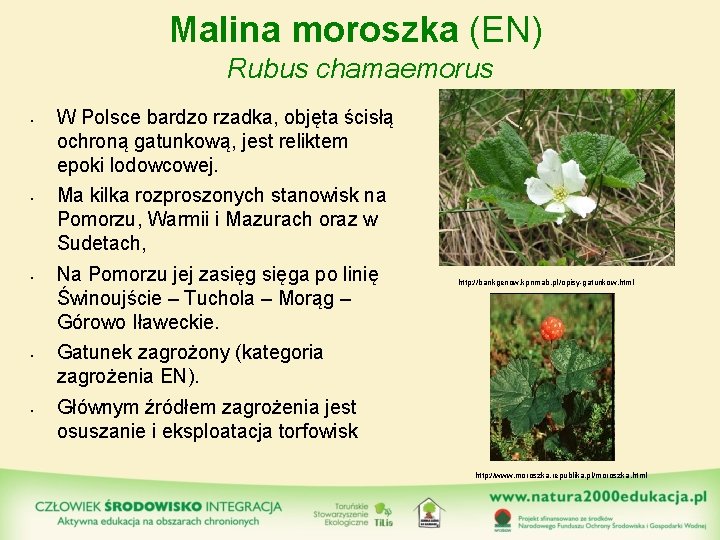 Malina moroszka (EN) Rubus chamaemorus • • • W Polsce bardzo rzadka, objęta ścisłą