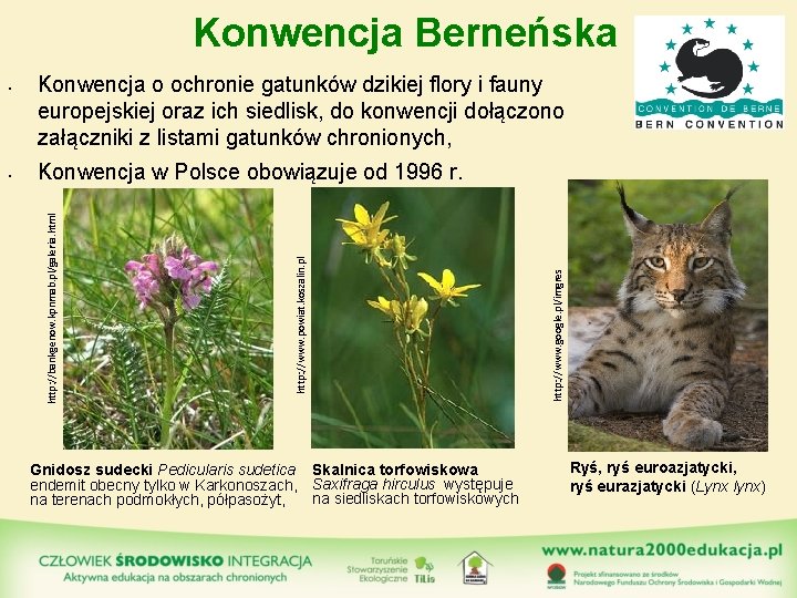 Konwencja Berneńska Gnidosz sudecki Pedicularis sudetica Skalnica torfowiskowa endemit obecny tylko w Karkonoszach, Saxifraga