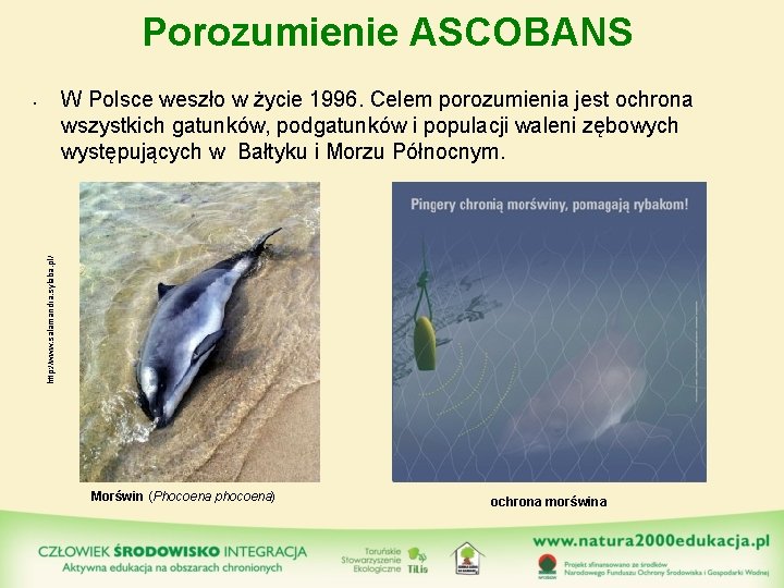 Porozumienie ASCOBANS W Polsce weszło w życie 1996. Celem porozumienia jest ochrona wszystkich gatunków,