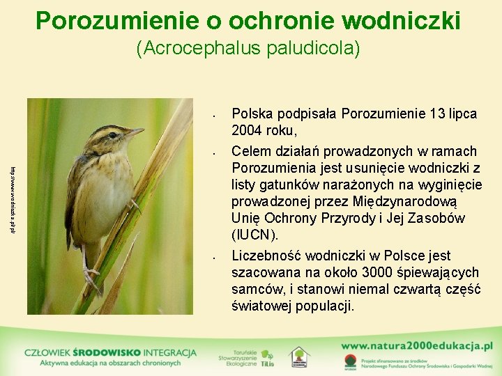 Porozumienie o ochronie wodniczki (Acrocephalus paludicola) • • http: //www. wodniczka. pl/pl/ • Polska