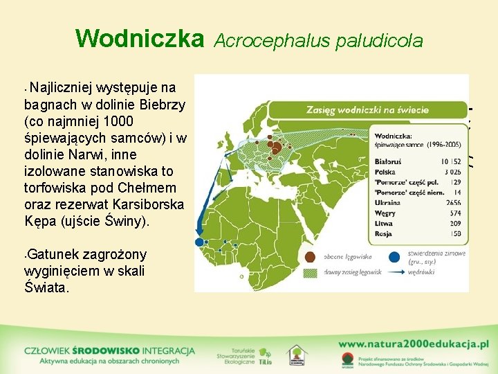 Wodniczka Najliczniej występuje na bagnach w dolinie Biebrzy (co najmniej 1000 śpiewających samców) i