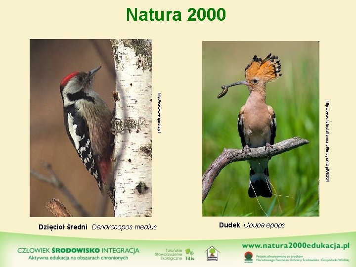 Natura 2000 http: //www. fotoplatforma. pl/fotografia/pl/3926/l http: //www. wikipedia. pl Dudek Upupa epops Dzięcioł