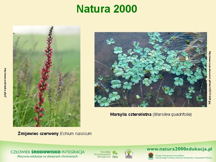 Natura 2000 http: //www. superakwarium. pl/foto/1253731026. jpg http: //www. wodniczka. pl/pl/ Marsylia czterolistna (Marsilea
