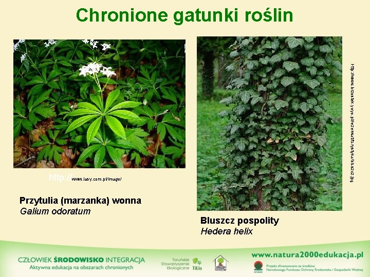 Chronione gatunki roślin http: //www. brzostek. yoyo. pl/rezerwat/turystyka/bluszcz. jpg http: //www. lasy. com. pl/image/